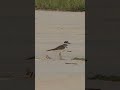 killdeer realizes its camouflage isn t working