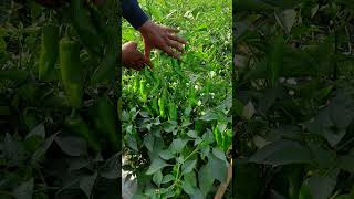 Chilli farming visit || AGRICULTURE ||#viral shorts