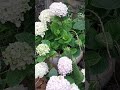 Cẩm tú cầu trồng chậu ra hoa cực sai!