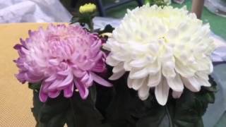 Chrysantheme