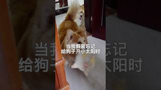 当我假装忘记给狗子开小太阳时！#pets #寵物生活 #萌寵