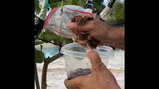 guavaking - how to air layered guava trees fast.