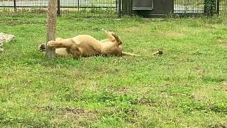 のんほいパーク のんびりするライオンのシルクちゃん