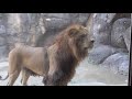 百獣の王ライオン　オスもメスも凛としています　【日本平動物園】