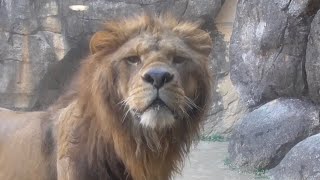 百獣の王ライオン　オスもメスも凛としています　【日本平動物園】