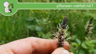 Spitzwegerich - (Vor-)Weibliche Blüte - 24.04.18 (Plantago lanceolata) - essbare Wildpflanzen