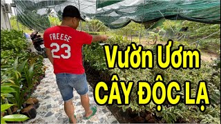 🔴 Vườn Ươm Cây Giống Độc Lạ Ở Chợ Lách - Bến Tre ✅ CGTP 0909225633 • 0904072565 • 0335888039