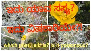 ಈ ಗಿಡ ಗೊತ್ತಾ?!ಇದು ವಿಷಕಾರಿಯೇ?!Do you know this plant? Is it poisonous?!|ದತ್ತೂರಿ| Argemone mexicana