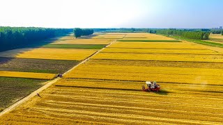 Live: How China’s Hebei Province tries to reduce wheat loss during harvest