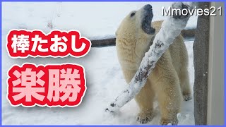 Polar Bear eats watermelon at the tip of a branch