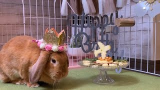 うさぎさんの１歳の誕生日会♪～うさぎのいる暮らし。