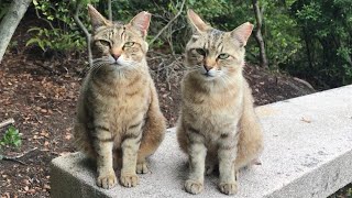 ベンチでキスしてるそっくり薄キジ猫ズが可愛い過ぎた