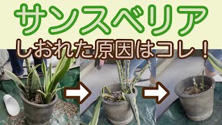 【サンスベリア】植え替えから1年経ってしおれてしまった原因はコレ！？