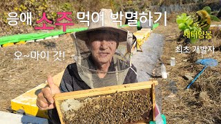 11월 중순 양봉관리 소주 옥살산패드 응애박멸 *최초개발자*/속살만처리#bee #beekeeper #꿀벌