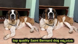 top quality saint Bernard dog for sale in telugu/6309169644 /aj pets