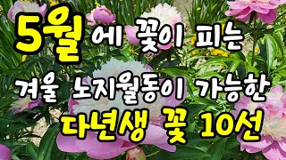 5월에 꽃이 피는,겨울철 노지월동이 가능한 여러해살이 꽃식물 10종류 선정