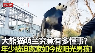 熊猫萌氏家族罕见齐露面！大熊猫萌兰究竟有多懂事？年少被迫离开妈妈如今却成长为阳光开朗男孩！ 【熊猫奇遇记】#萌二#萌大#萌兰#萌宝#萌玉