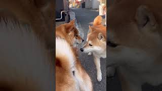 [Shiba Inu] Fuku-kun, are you asking grandpa for something?