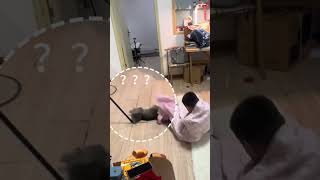 猫：一脚给我干飞二里地😅这小猫谁养谁不迷糊啊 猫咪的迷惑行为 猫猫：你到底有事没事 主人能有什么坏心眼 猫咪无语