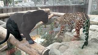 怒られて シュンとするネリちゃん😹 #王子動物園 #ネリア