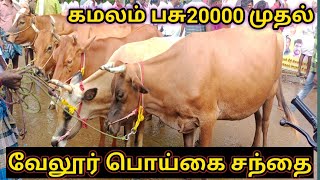 பொய்கை மாட்டு சந்தை, கமலம் பசு|poigai mattu santhai