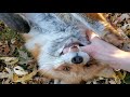 DixieDo fox laughs and gets tickled!