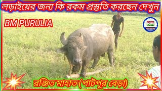 লড়াইয়ের জন্য কি রকম প্রস্তুতি করছেন দেখুন 🐂 রঞ্জিত মাহাত (পাটপুর বেড়া) #kara_larai / #bm_purulia