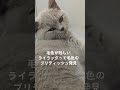 この毛色のブリティッシュショートヘアは初めて見た ブリティッシュショートヘア 猫