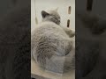 この毛色のブリティッシュショートヘアは初めて見た ブリティッシュショートヘア 猫