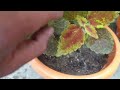 कोलियस प्लांट को बुशी करने का आसान तरीक़ा ।how to make coleus plant bushy