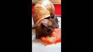 Snail food, how many snails 🐌Very fast active snails# 9