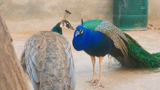 Peacock and Peahen love with each other || Mor or Morni ki Mohabat || Peafowl loving