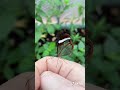 Glasswing Butterfly - Greta oto - Tropical Butterflies - TikTok