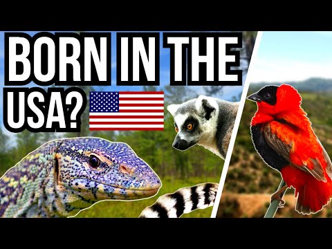 Which species has been introduced into the United States?