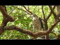 20190226 育德公園鳳頭蒼鷹交接獵物