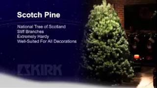 Scotch Pine Christmas Tree Variety | The Kirk Company