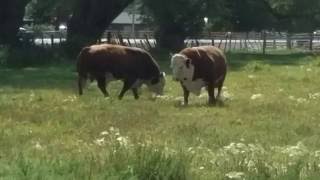 Bulls fighting each other while getting re-acquainted