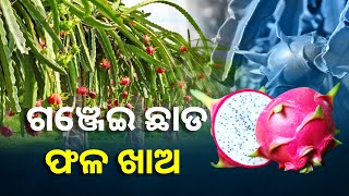 କନ୍ଧମାଳରେ ଗଞ୍ଜେଇ ଚାଷକୁ ରୋକିବା ପାଇଁ ପ୍ରଶାସନର ଭିନ୍ନ ଆଭିମୁଖ୍ୟ, ସବୁଆଡେ କରୁଛନ୍ତି ଫଳ ଚାଷ