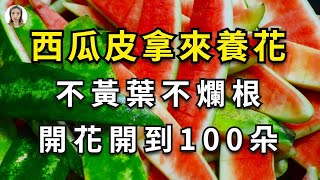 用西瓜皮製作肥料養花，不黃葉不爛根，白根長的旺開花100朵！|花花世界