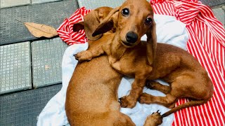 Rescue Abandoned puppies |building dog house|