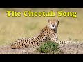 The Cheetah Song | Animal Songs for Kids | Fun Cheetah Facts for Kids | Silly School Songs 🎶