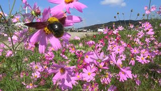 【コスモスとクマバチ】秋桜と熊蜂Cosmos and carpenter bee (autumn cherry tree and carpenter bee)　Video