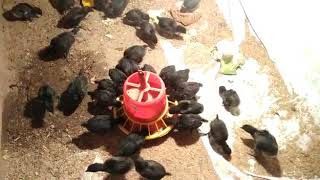 କଡକନାଥ କୁକୁଡା ଛୁଆ ପାଇଁ ଯୋଗାଯୋଗ କରନ୍ତୁ.STAR POULTRY .M‐8658009035