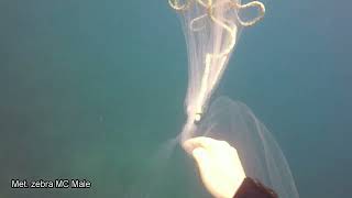 Catching cichlids at Maingano Island in Lake Malawi