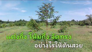 แต่งกิ่งและจัดทรงต้นทุเรียน​ | โน้มกิ่งและจัดทรงต้นให้สวย