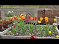 Growing Tulips in Containers | Tulip Tour