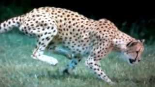 The fastest animal Cheetah,70 miles per hour