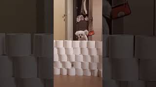 휴지벽 챌린지5단계(paper wall challenges)