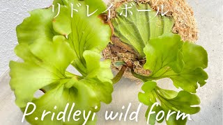 最新‼️ リドレイボールの作り方！ Platycerium ridleyi ball  本日23時ライブ配信します🍀