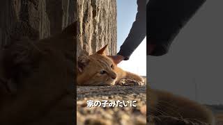 秋田犬長毛カイと仲良し外猫ととーちゃん